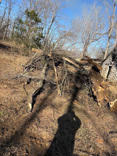 A person is standing in front of a pile of fallen trees.