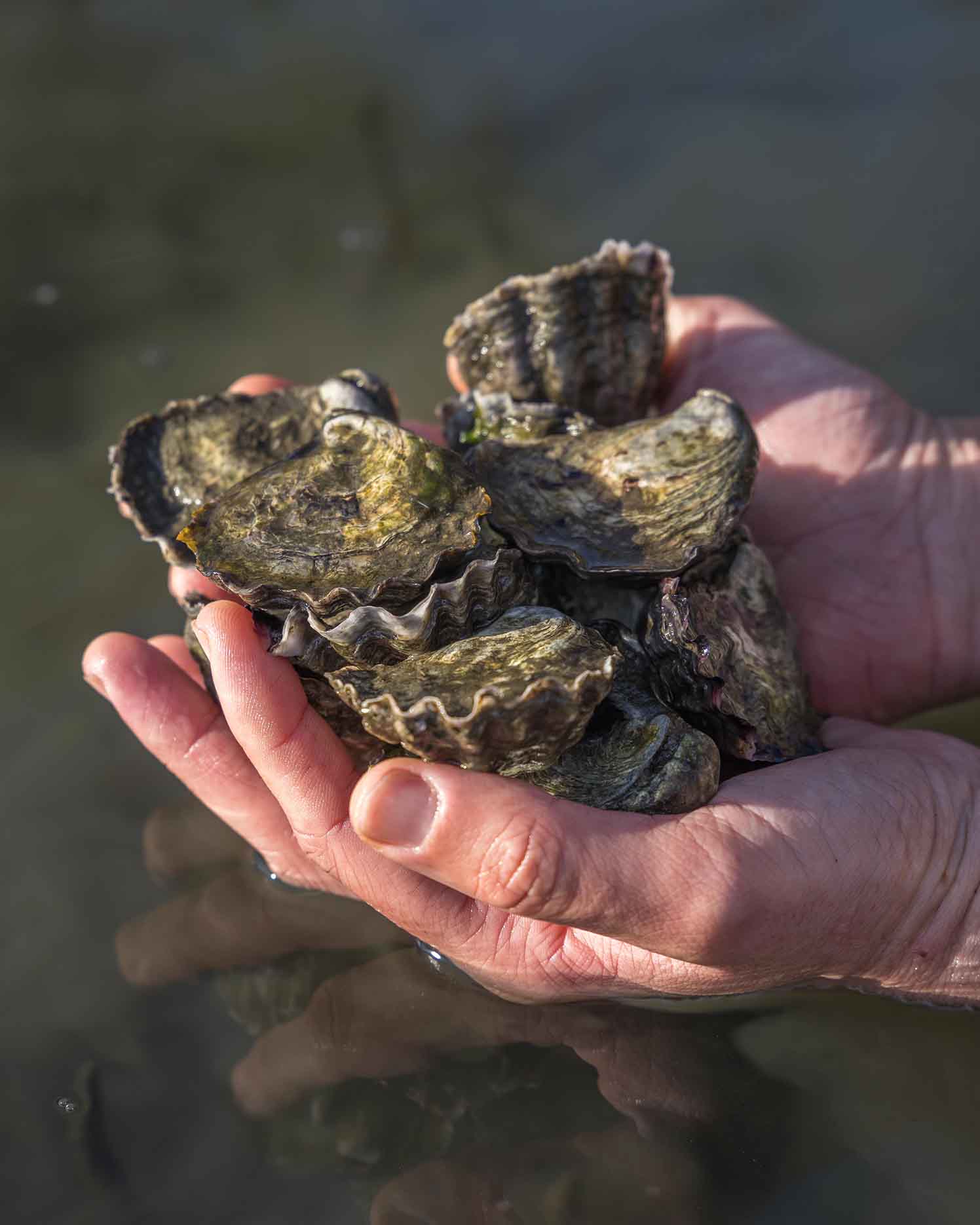 Oysters on the Sapphire Coast NSW