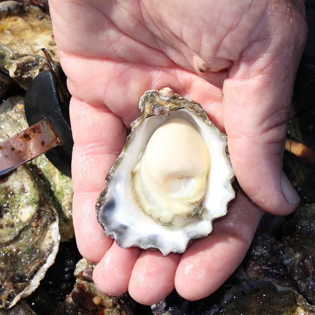 Native oyster varieties Australia