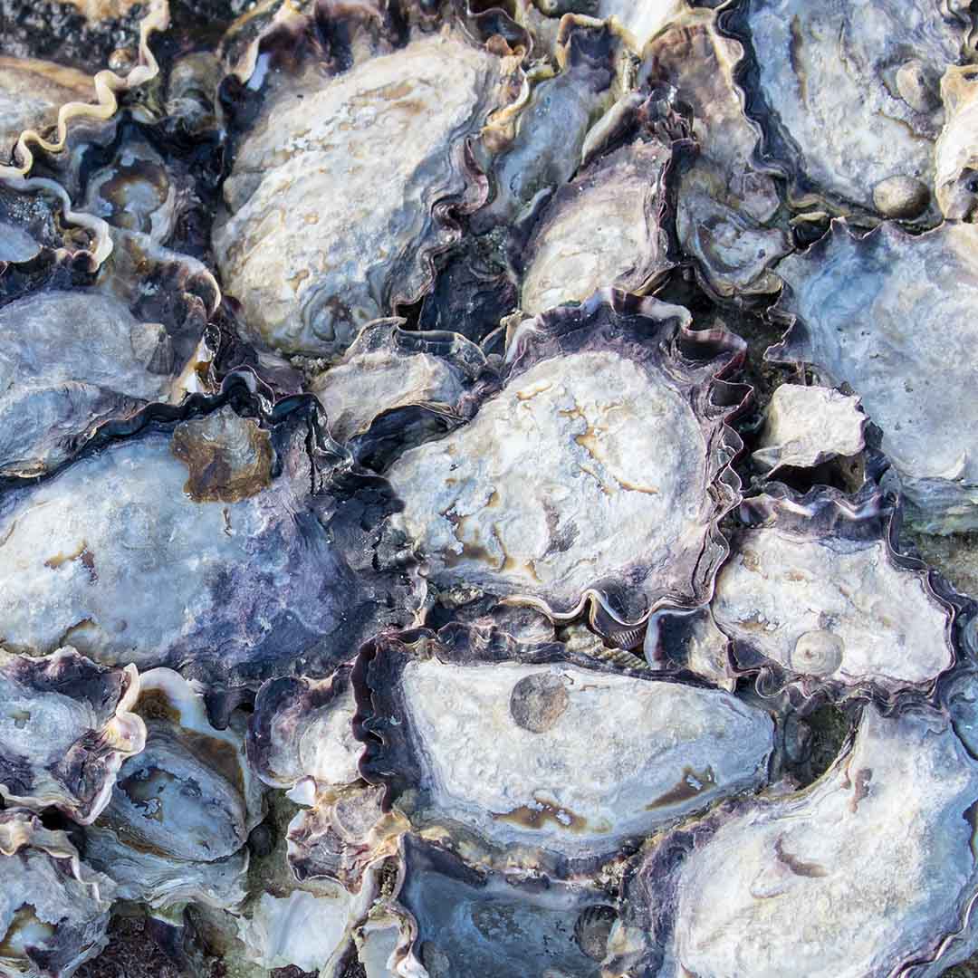 Saccostrea glomerata - Sydney Rock Oyster