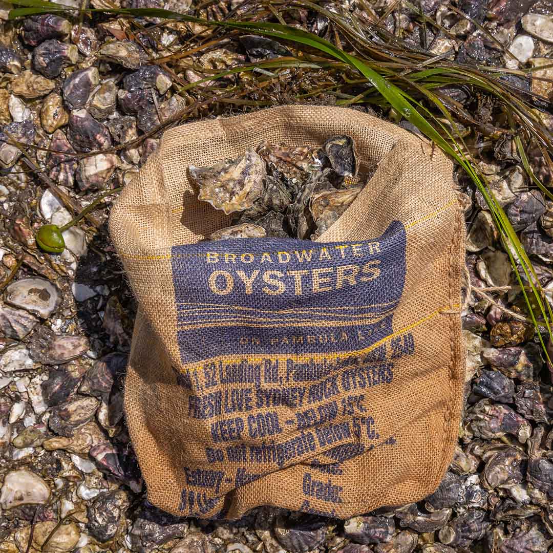Saccostrea glomerata - Sydney Rock Oyster