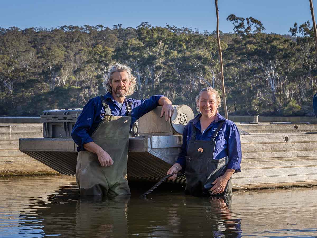 Sydney Rock Oysters on the Sapphire Coast, NSW