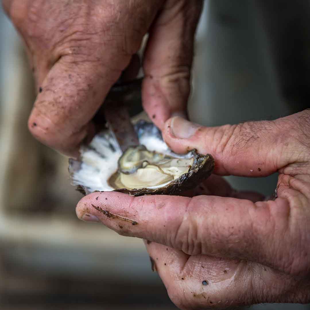 Saccostrea glomerata - Sydney Rock Oyster