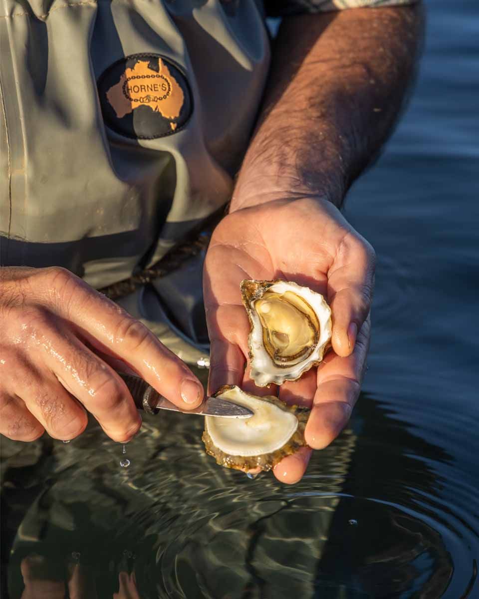 Saccostrea glomerata - Sydney Rock Oyster