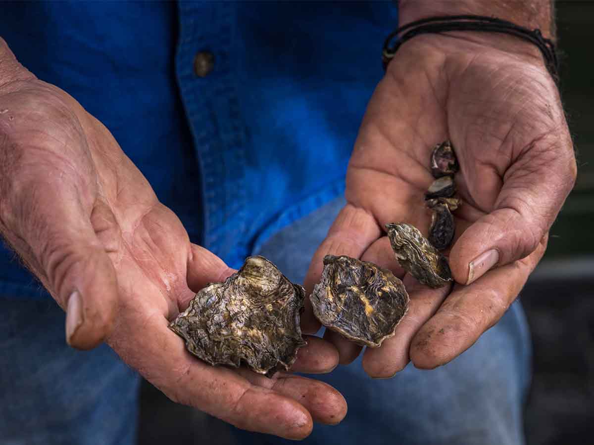 Sydney Rock Oysters on the Sapphire Coast, NSW