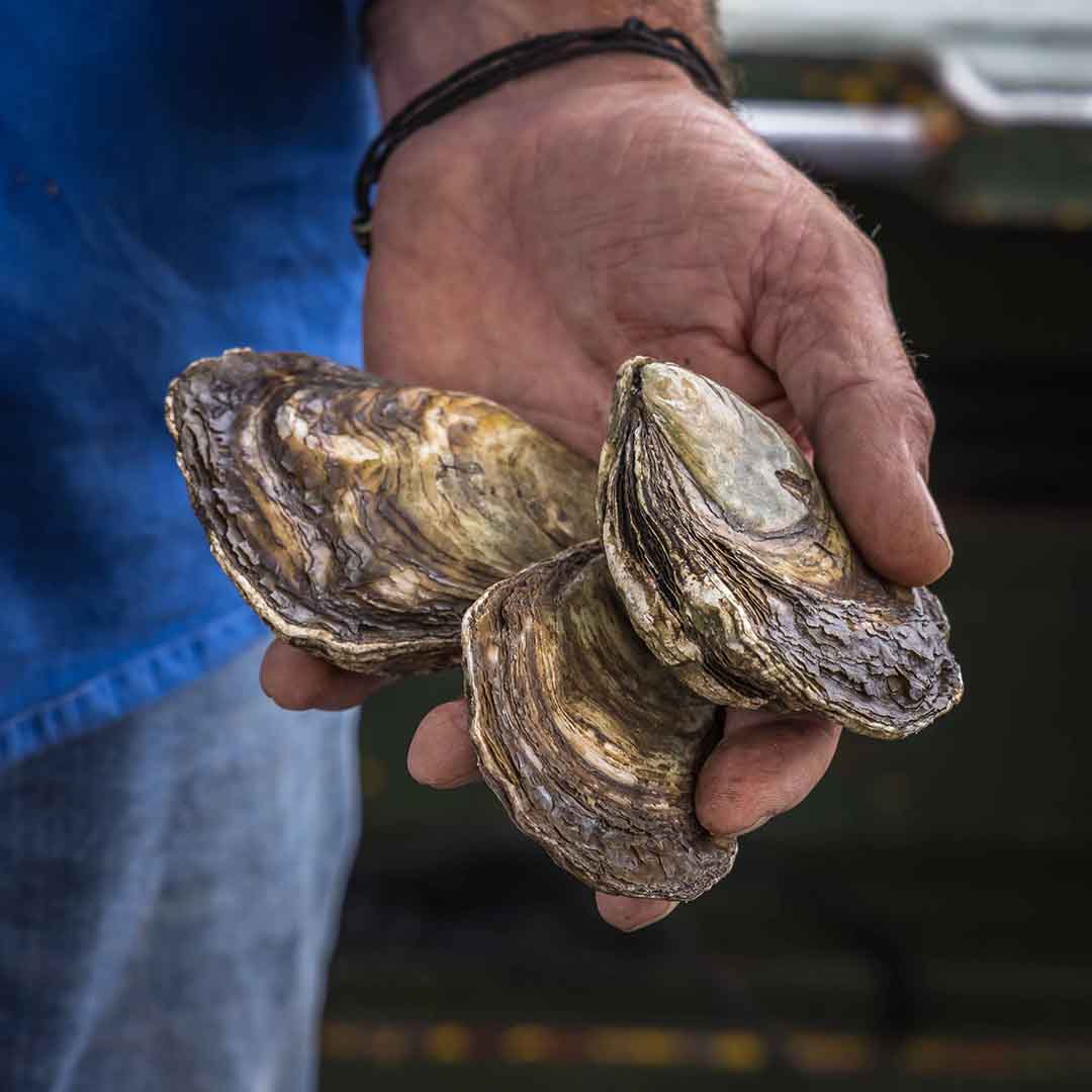 Saccostrea glomerata - Sydney Rock Oyster