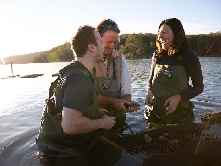 Sydney Rock Oysters on the Sapphire Coast, NSW