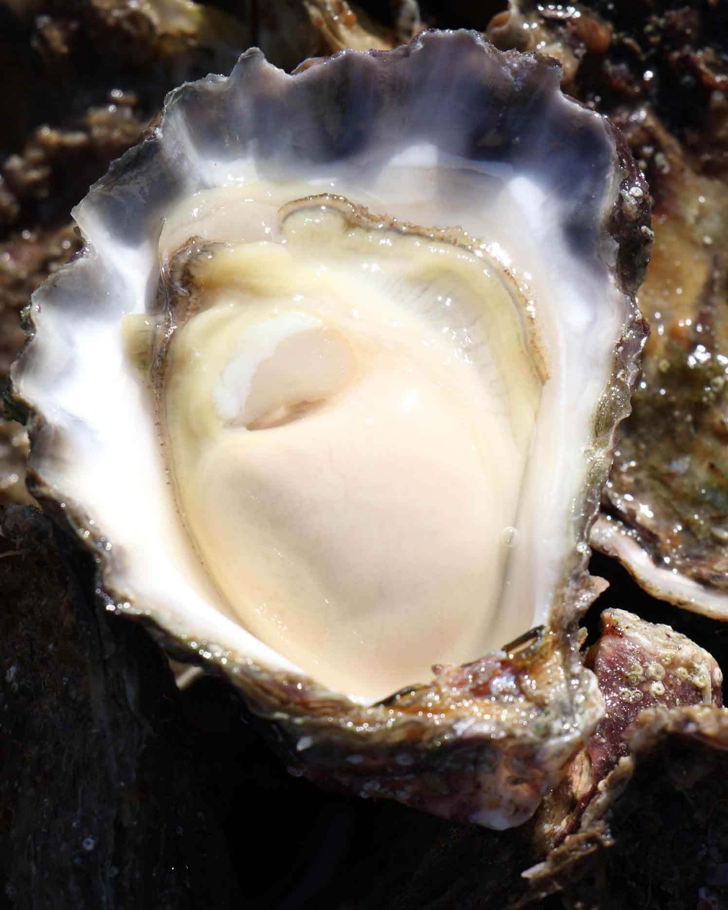 Saccostrea glomerata - Sydney Rock Oyster