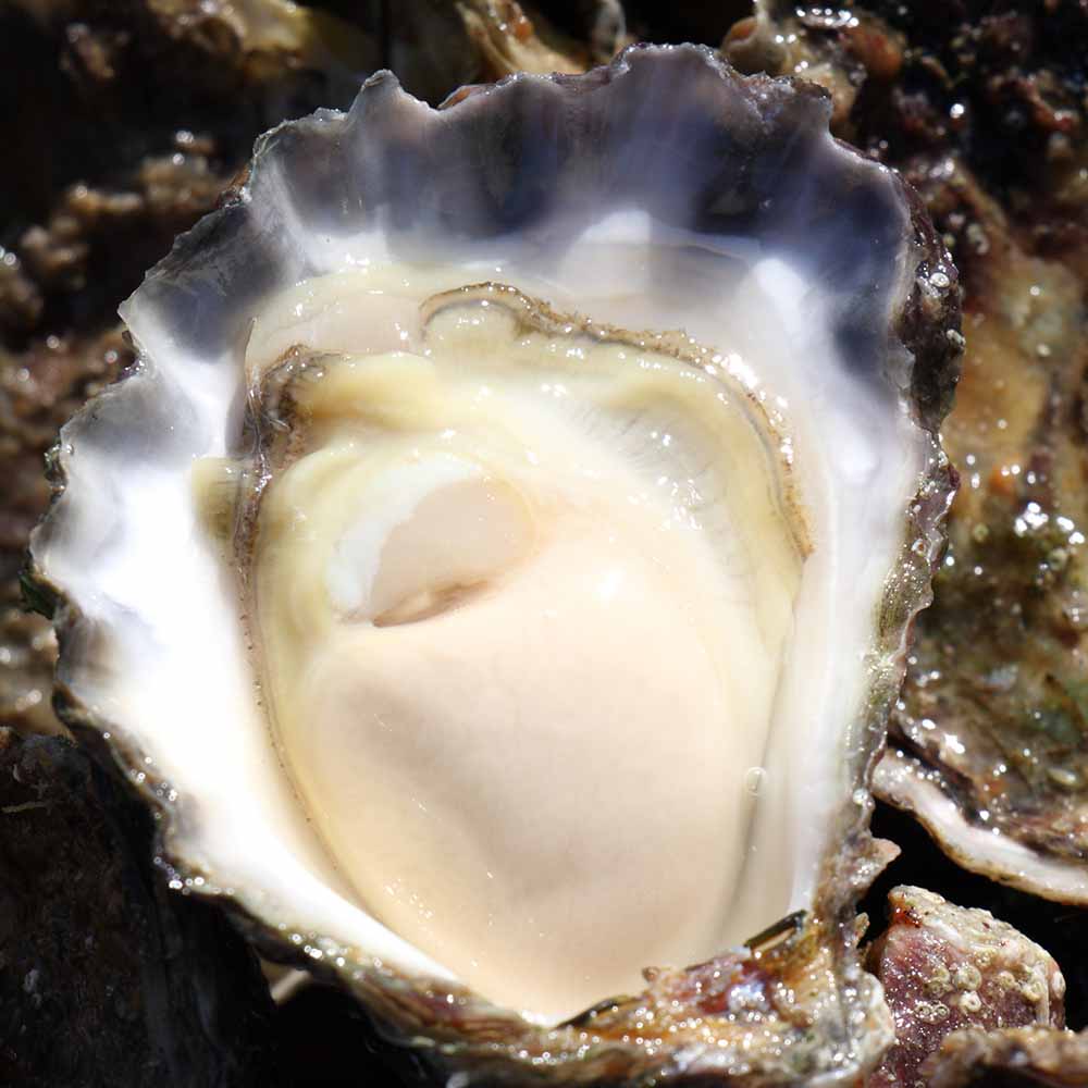 Saccostrea glomerata - Sydney Rock Oyster