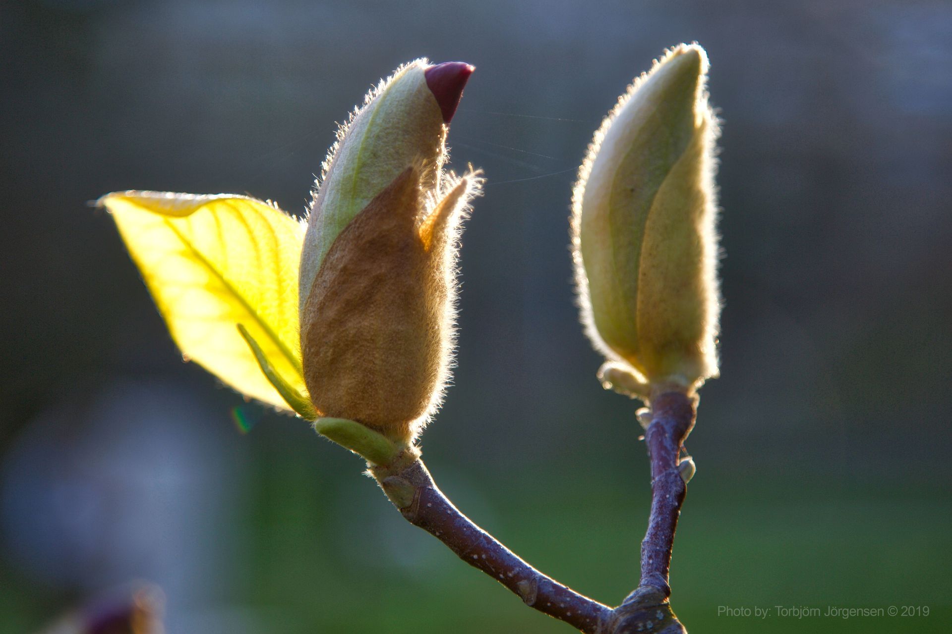 Springtime