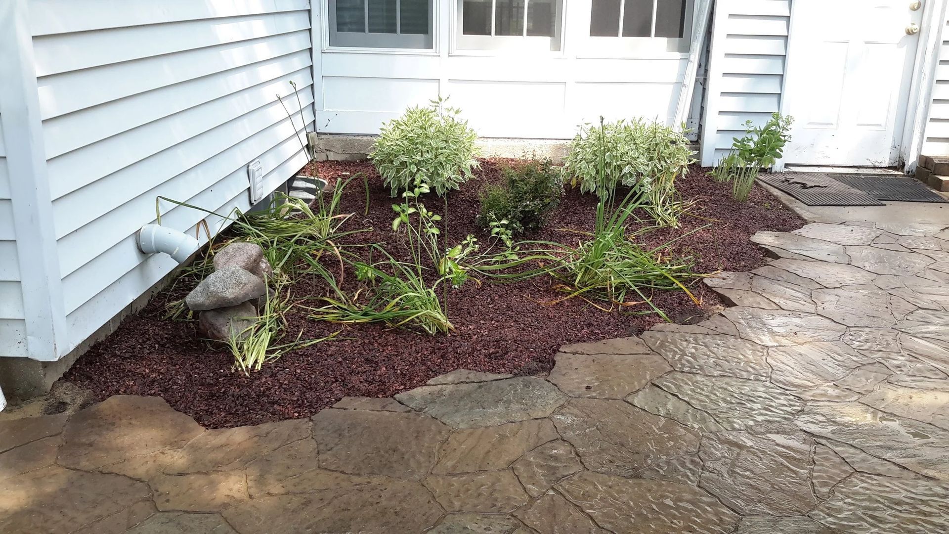 Mulched front garden bed with small shrubs beside a white house and stone walkway