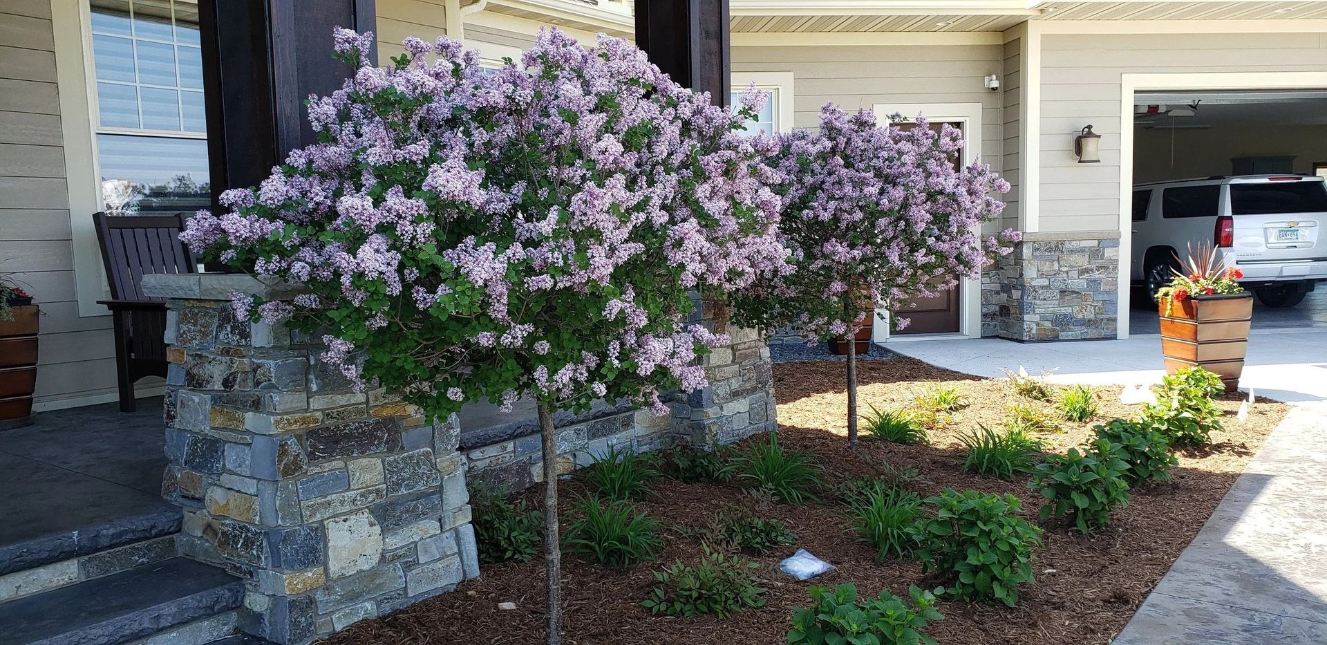 Front yard with blooming lilac bushes beside a stone retaining wall and a house driveway | Edina, MN
