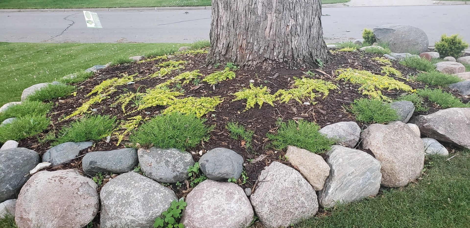 Tree trunk in a landscaped garden bed with green-yellow groundcover and a border of large gray rocks.