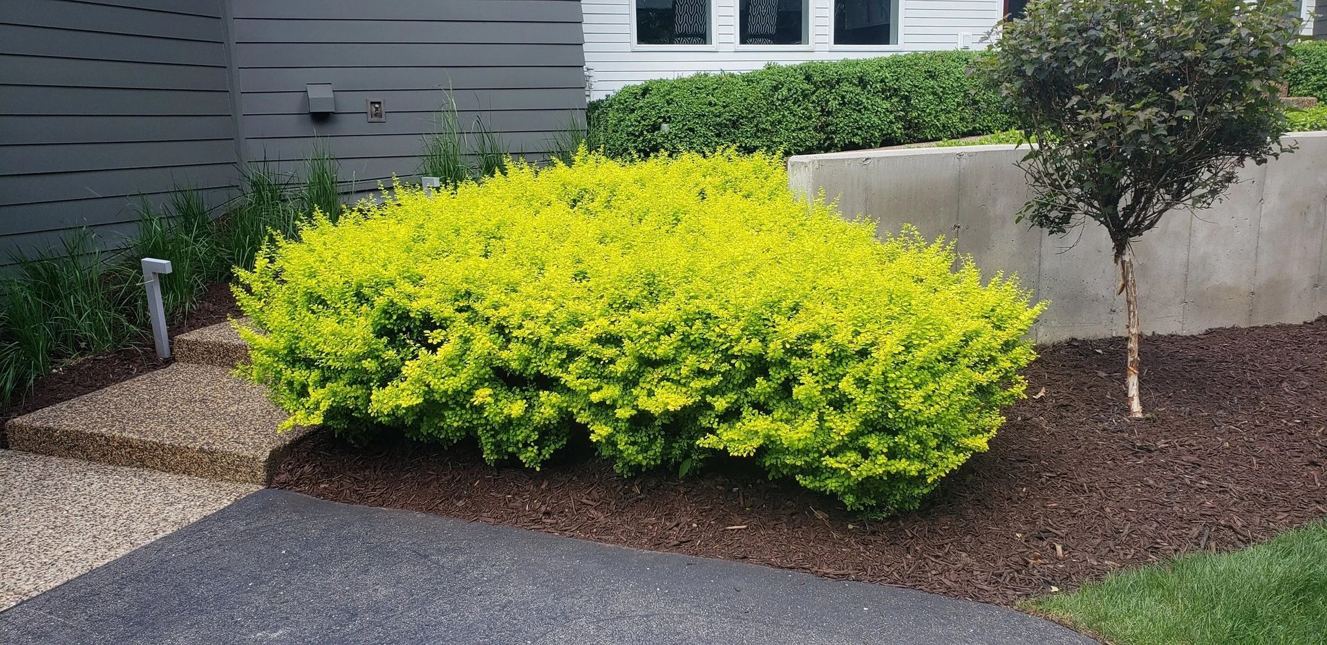 Bright yellow shrub in a landscaped front yard beside a gray house and mulched garden bed | Edina, MN