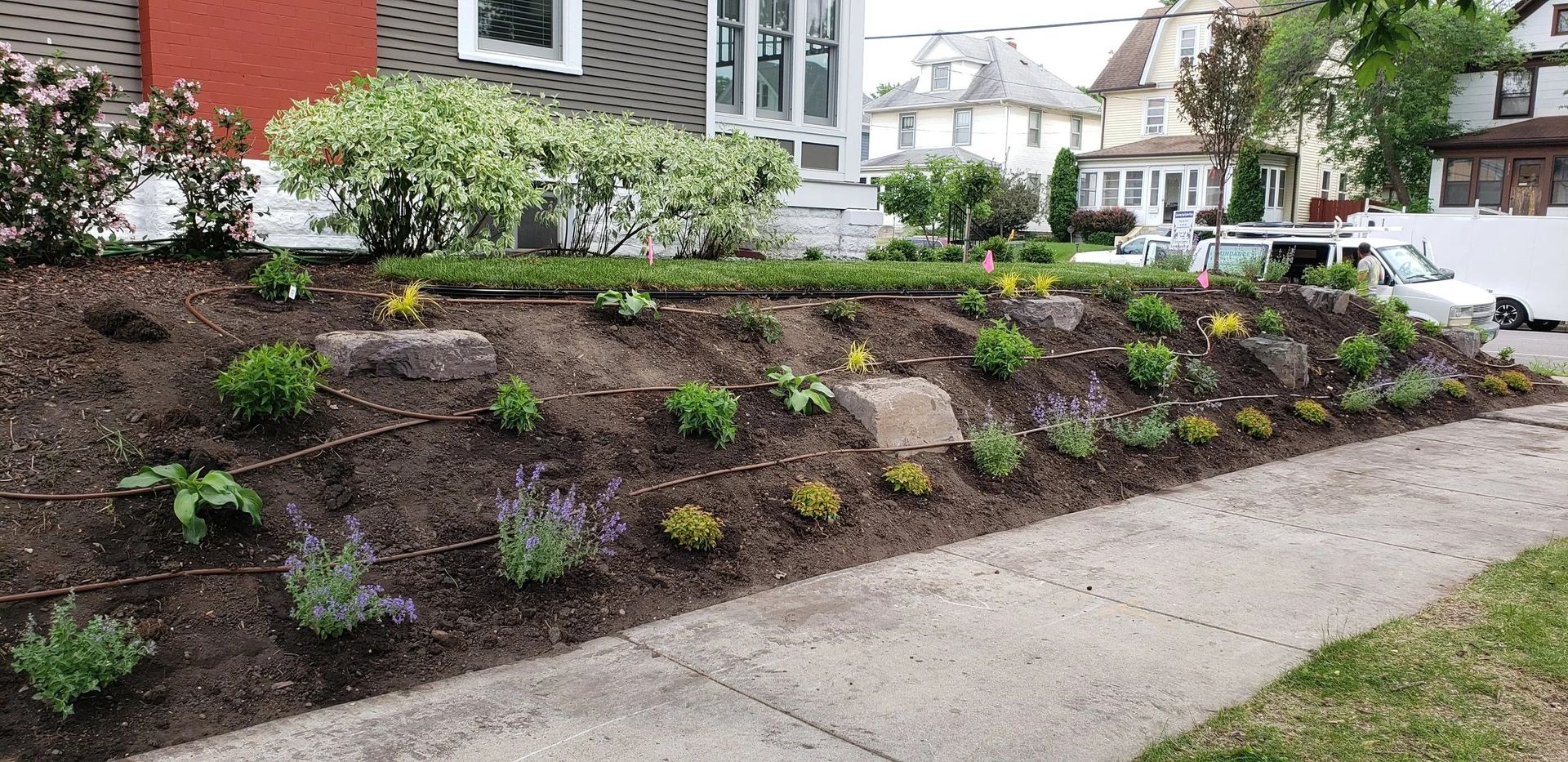 Freshly planted hillside garden bed with small green shrubs beside a sidewalk and house