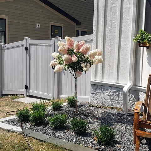 Small landscaped front yard with gravel, shrubs, and a pink-and-white flowering tree by a white fence