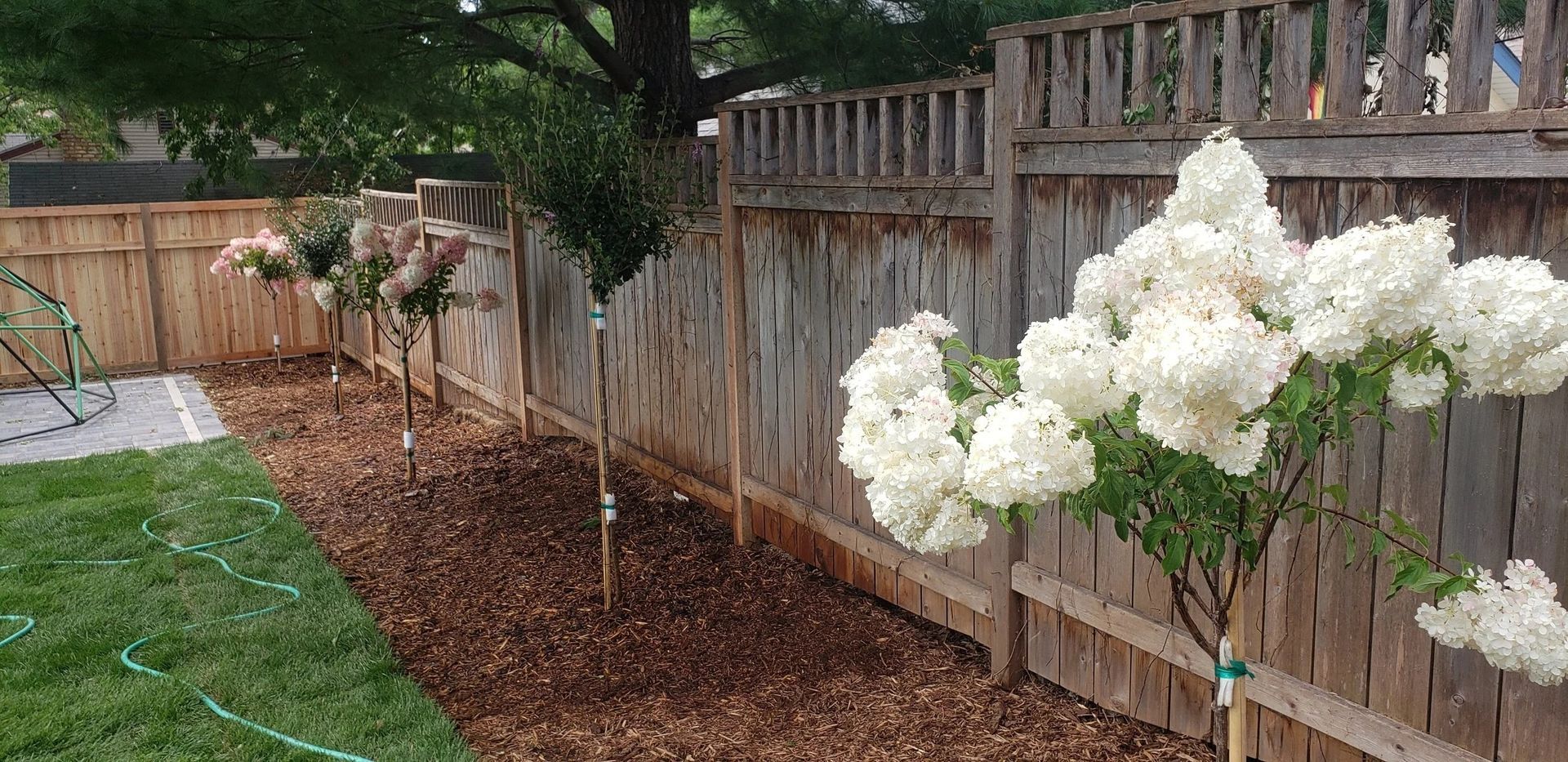 Mulched backyard fence line with white flowering shrubs and a tree along a wooden fence
