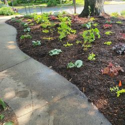 Curved concrete path beside a mulched garden bed with small green plants and trees in sunlight