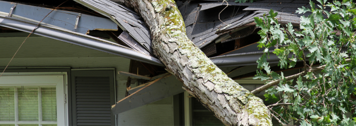 storm felled oak tree falls on house ripping through it's roof