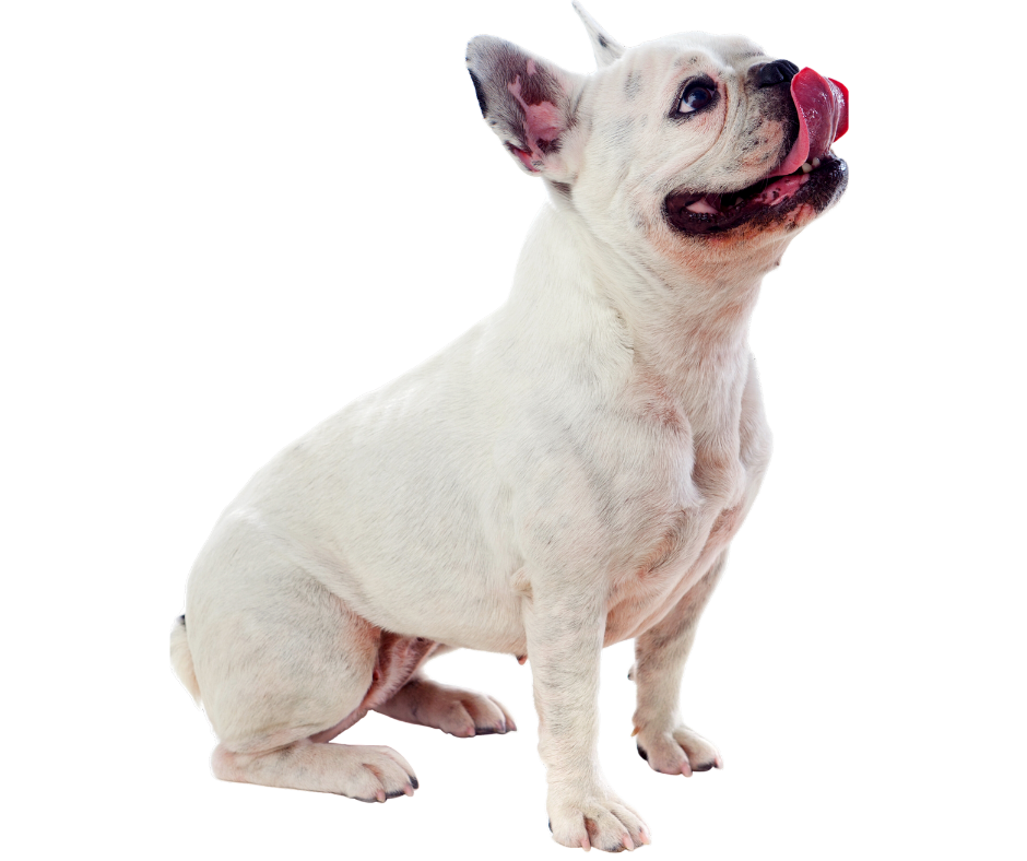 Shampoochies Pet Grooming & Boarding Woodlawn, IL