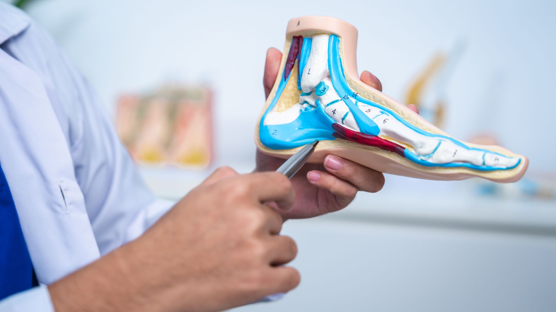 Podiatrist examines a patient's foot while explaining its bone structure with a model.