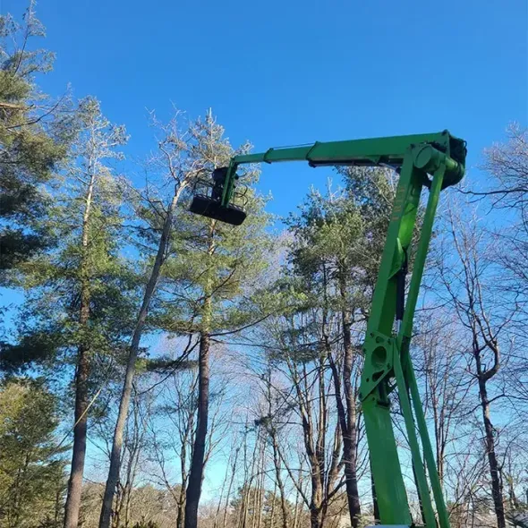 Green boom lift raised among tall trees under a clear blue sky