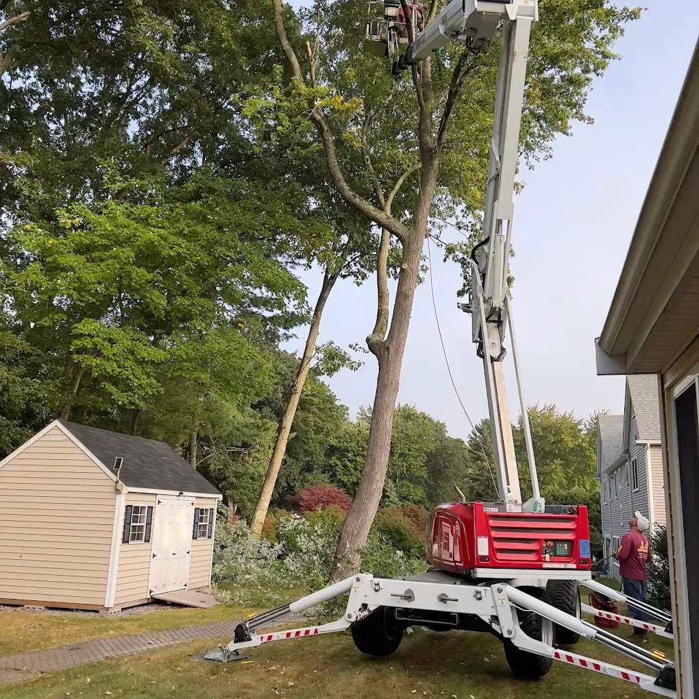 Tree-trimming truck with raised boom beside a house and shed in a suburban yard