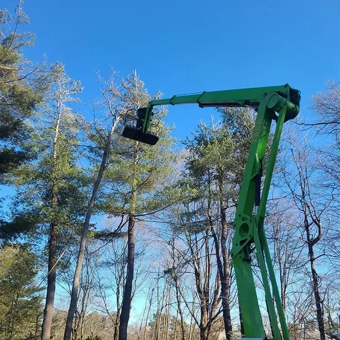Green boom lift raised among leafless trees under a clear blue sky