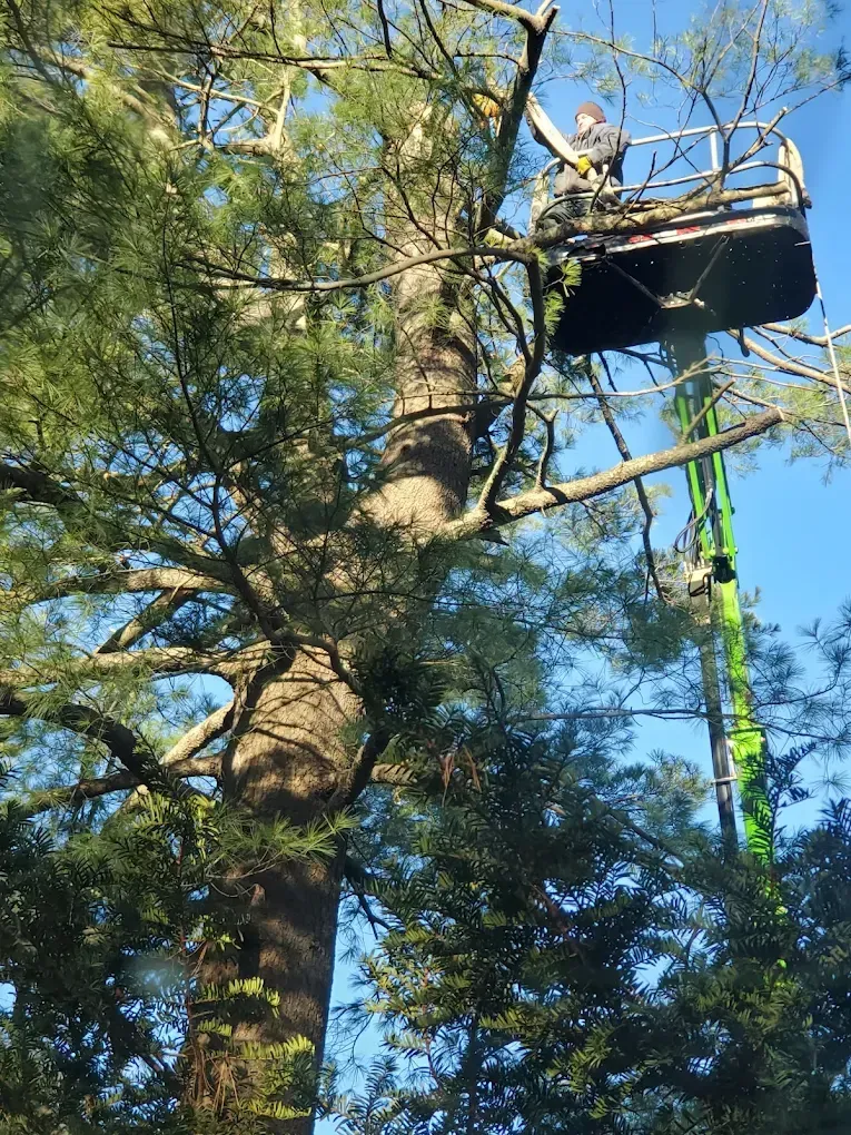 Worker in a lift trimming a tall pine tree against a blue sky.