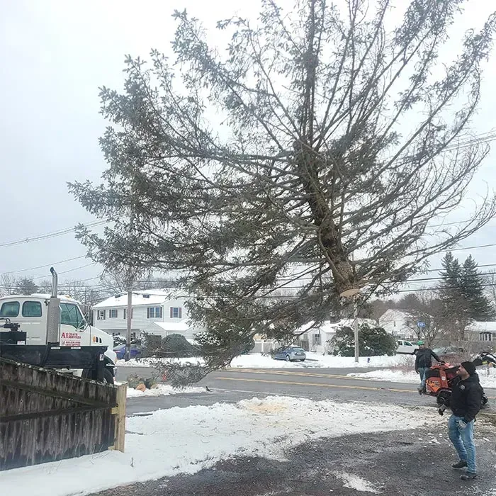 Snowy suburban street with a large bare tree and a person walking with bags