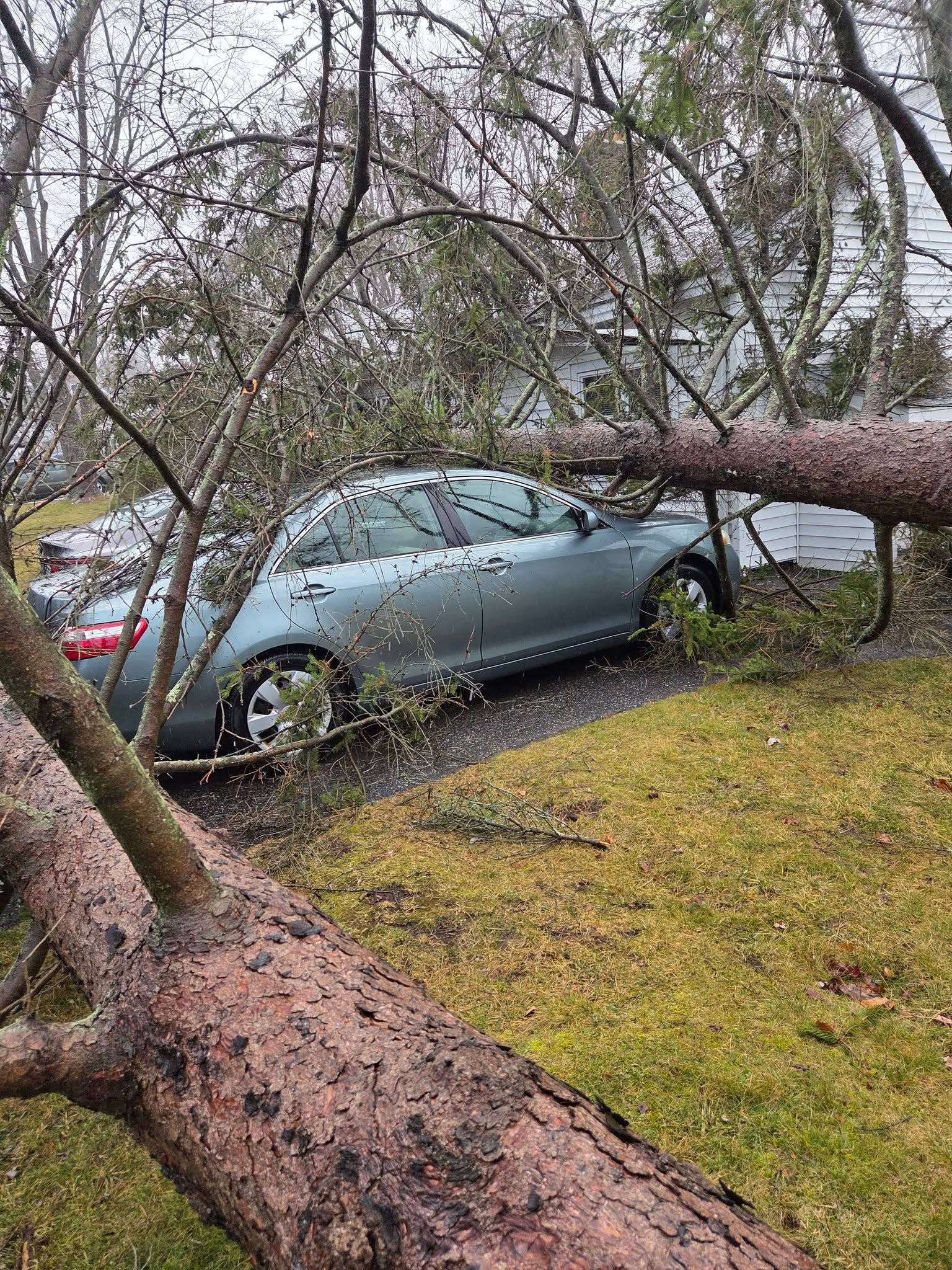 Fallen tree resting across a blue car in a yard after a storm