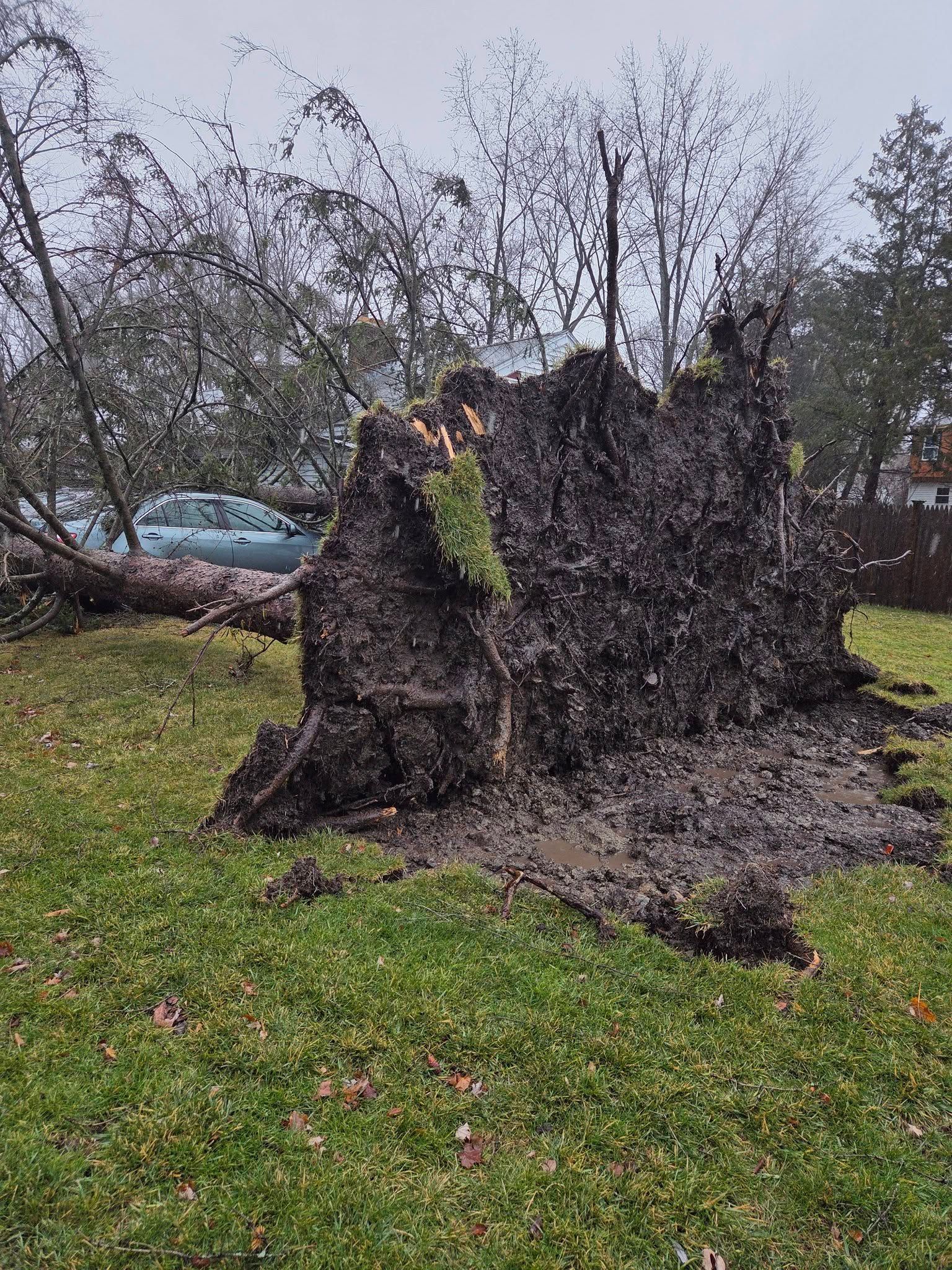 Large fallen tree stump in a grassy yard with a parked car and bare trees in the background