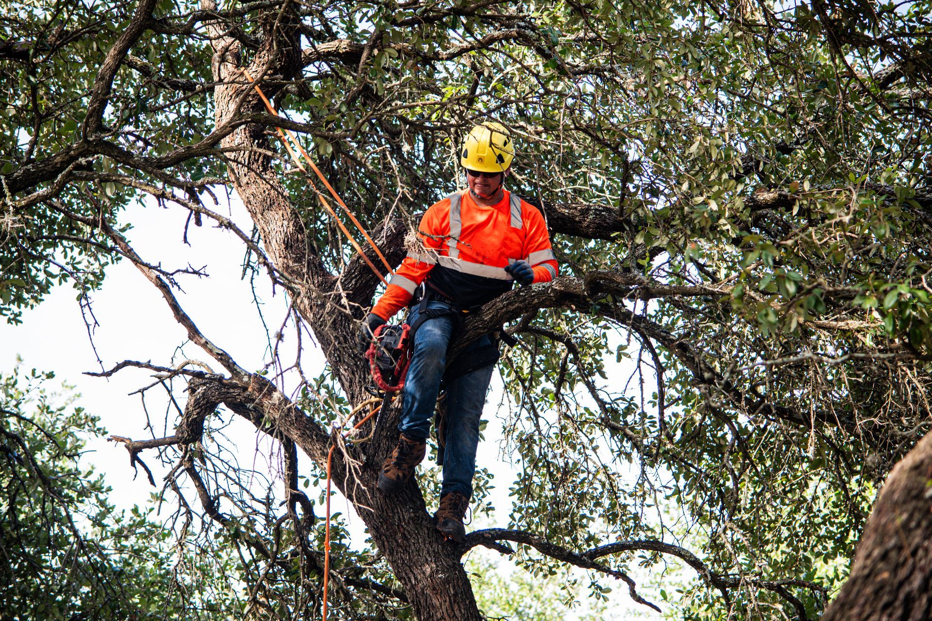 A man is standing on top of a tree.