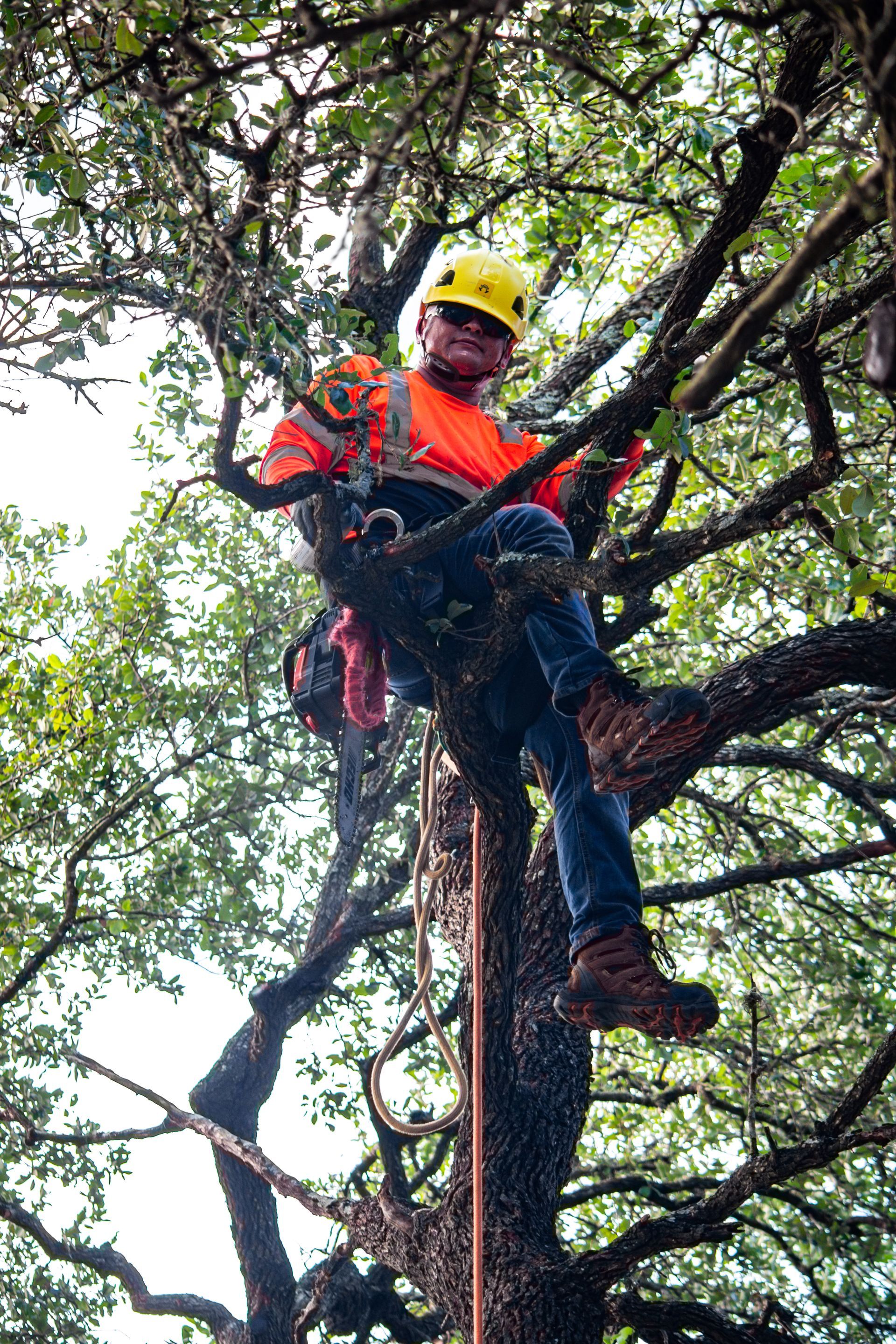 A man is climbing a tree with a chainsaw.