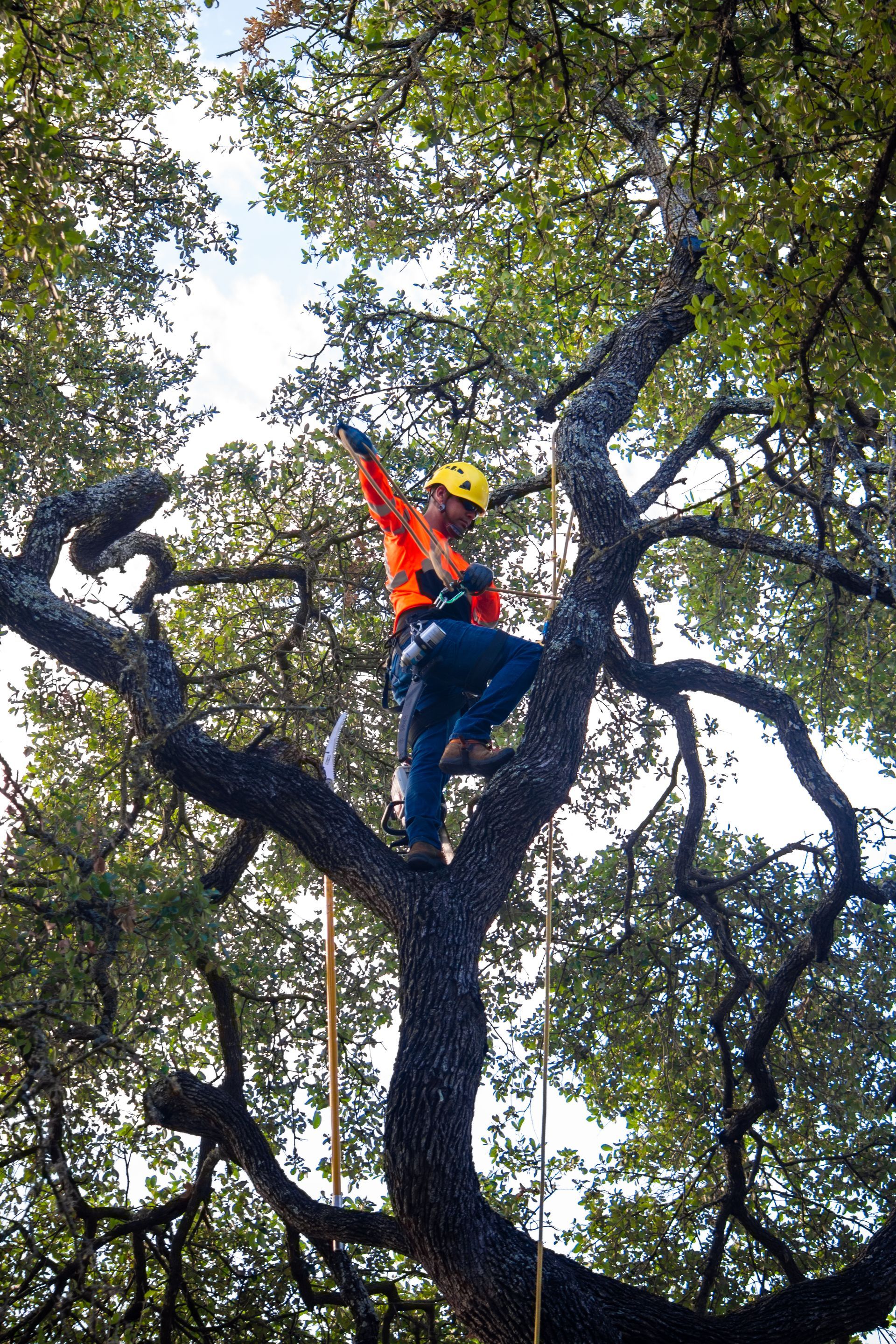 Land Clearing in Austin, Texas