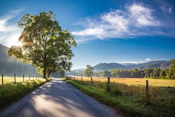 The sun is shining through the trees on the side of the road.
