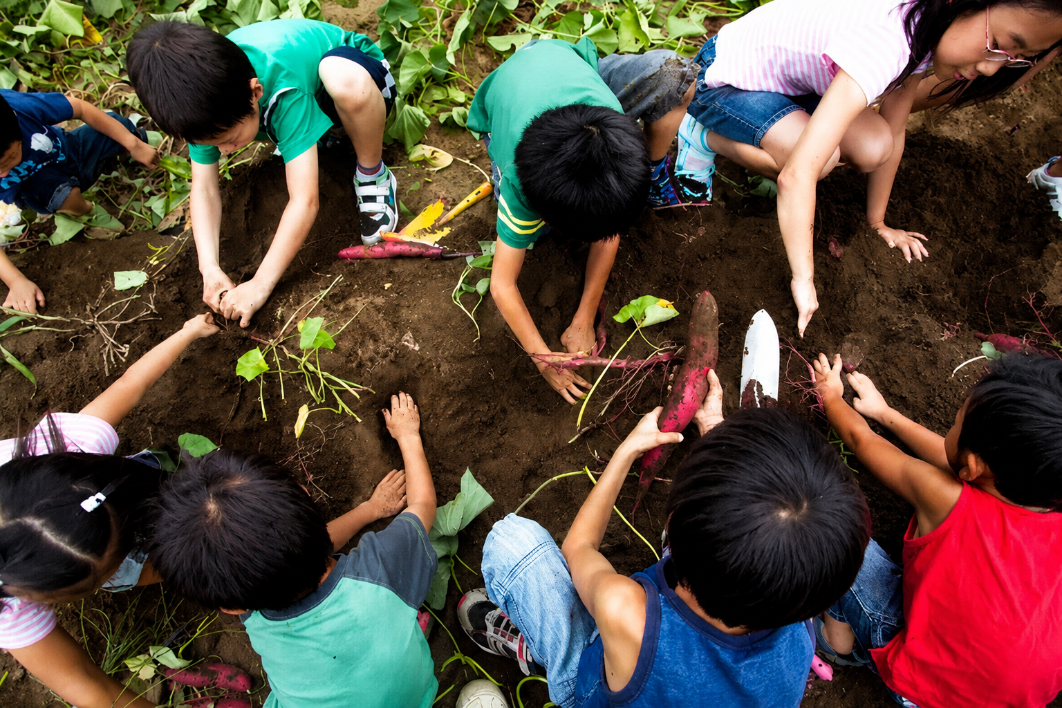 Children planting seedlings in a garden bed, kneeling around soil and working together with their hands