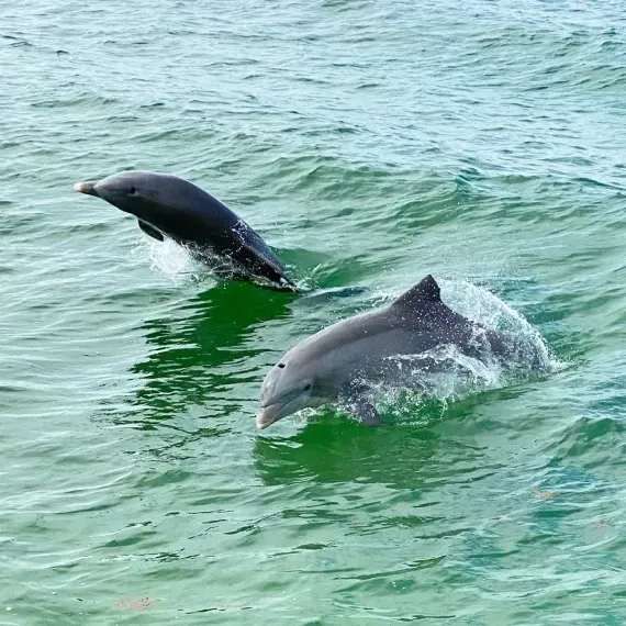 Two dolphins leaping and swimming in green water.