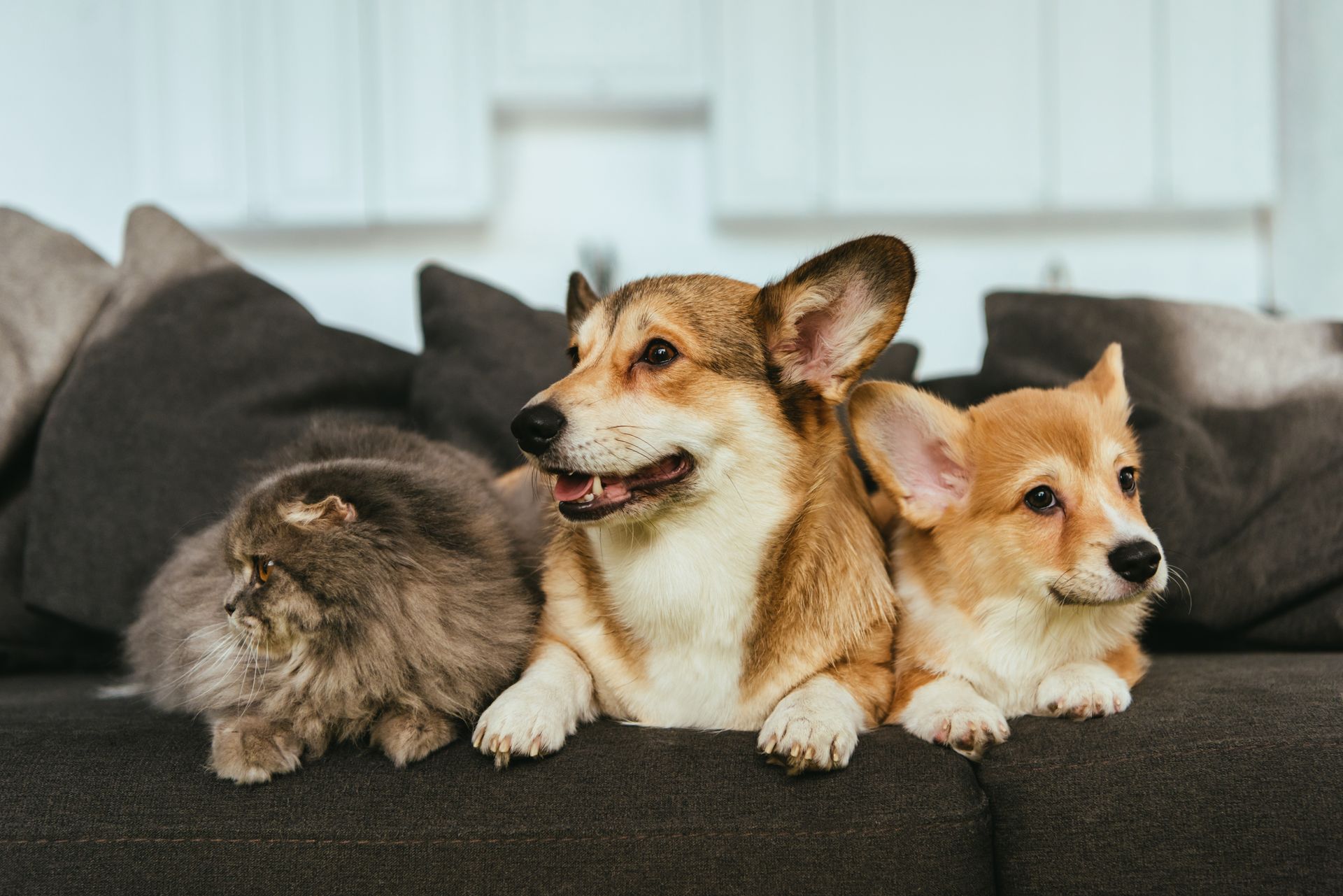 Tre cagnolini rilassati su un divano scuro: due corgi fulvi e un cane grigio dal pelo folto