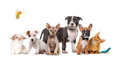 Sei piccoli animali domestici — cuccioli, un gattino, un gatto, un cane e un criceto — in posa su uno sfondo bianco, con una farfalla sopra.