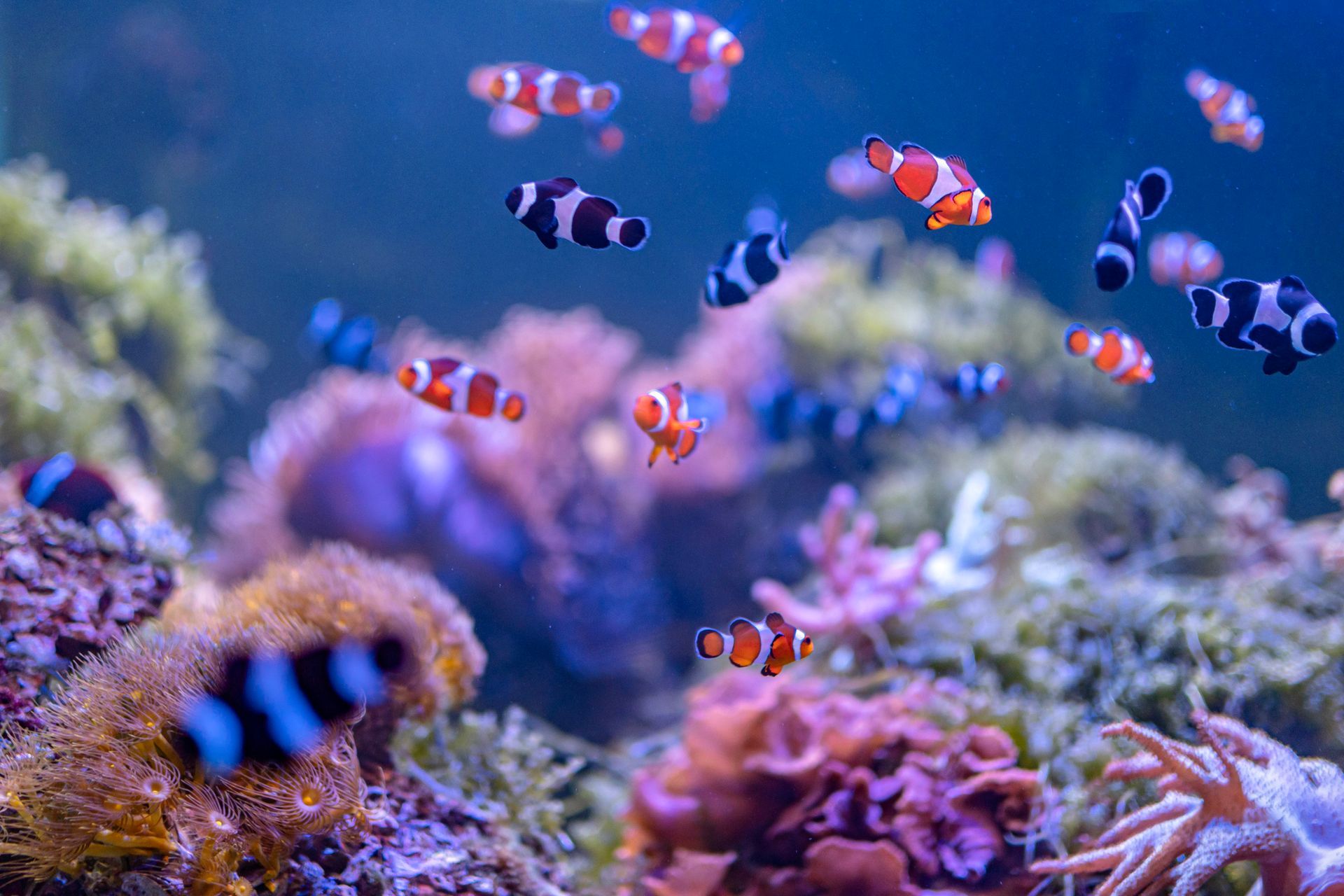 Pesci pagliaccio colorati nuotano tra i coralli in un vivace acquario di barriera coralina