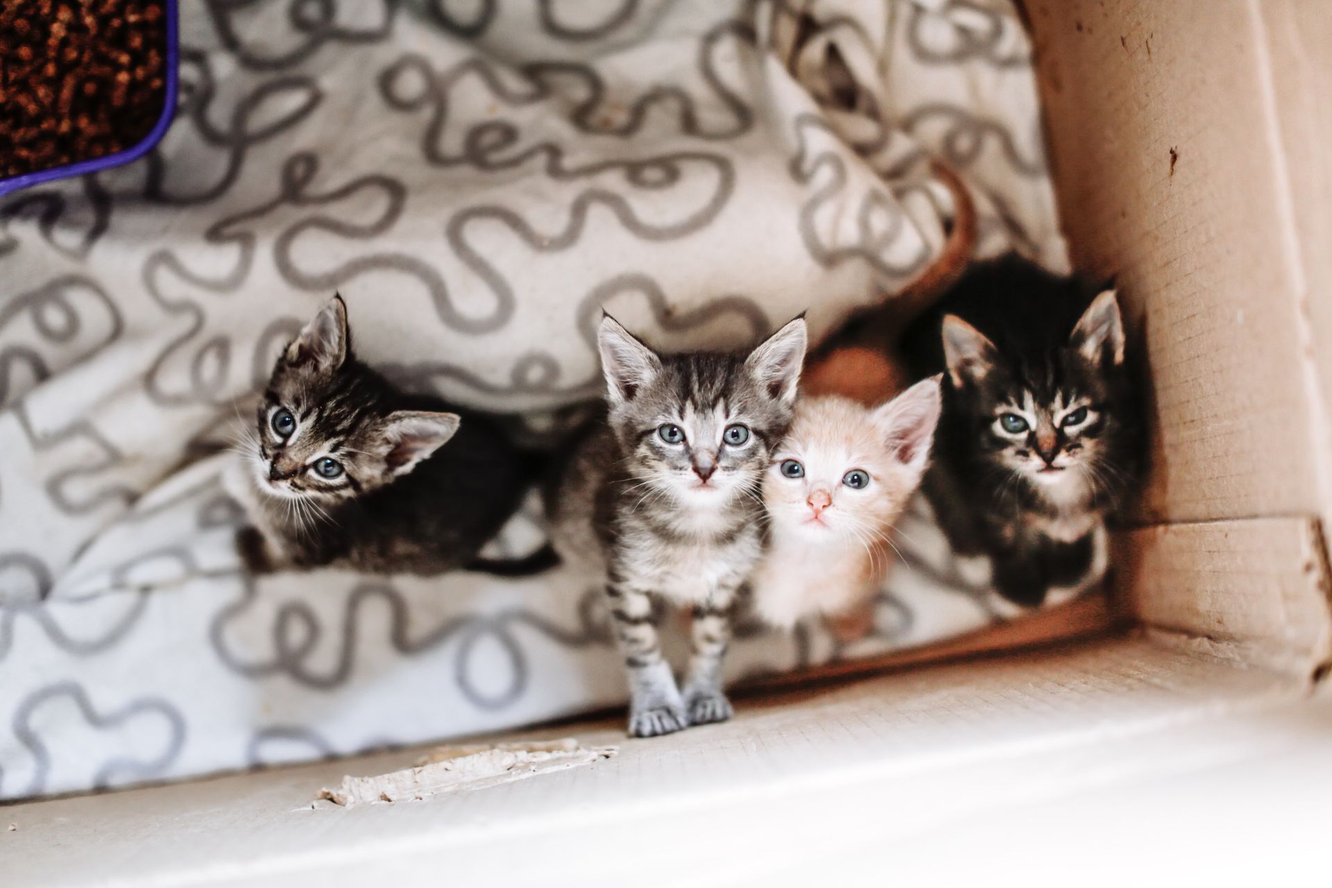 Quattro gattini accoccolati in una scatola di cartone su una coperta a fantasia, con un soriano grigio in primo piano