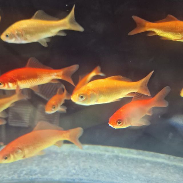 Diversi pesci arancioni e dorati nuotano in un acquario sopra la ghiaia blu