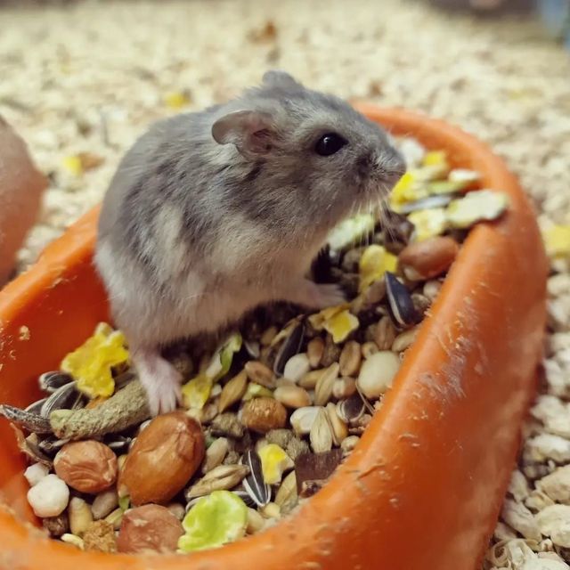 Topo grigio che mangia semi da un piatto arancione