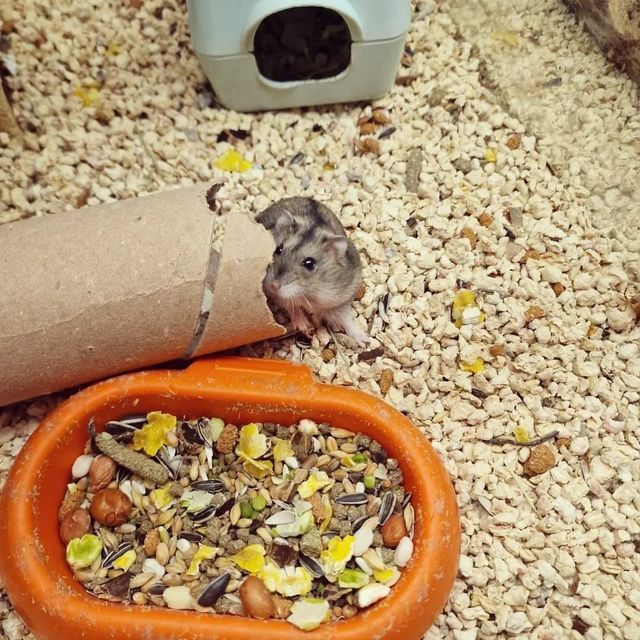 Piccolo criceto grigio accanto a un tubo di cartone, vicino a una ciotola di semi in una gabbia con il fondo ricoperto di lettiera.