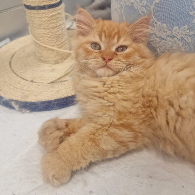 Un soffice gattino arancione accoccolato accanto a un tiragraffi beige, su un pavimento chiaro