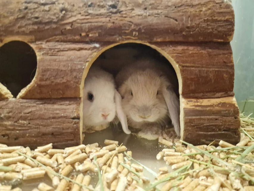 Due conigli che fanno capolino da un rifugio di legno, con della paglia sparsa all’esterno