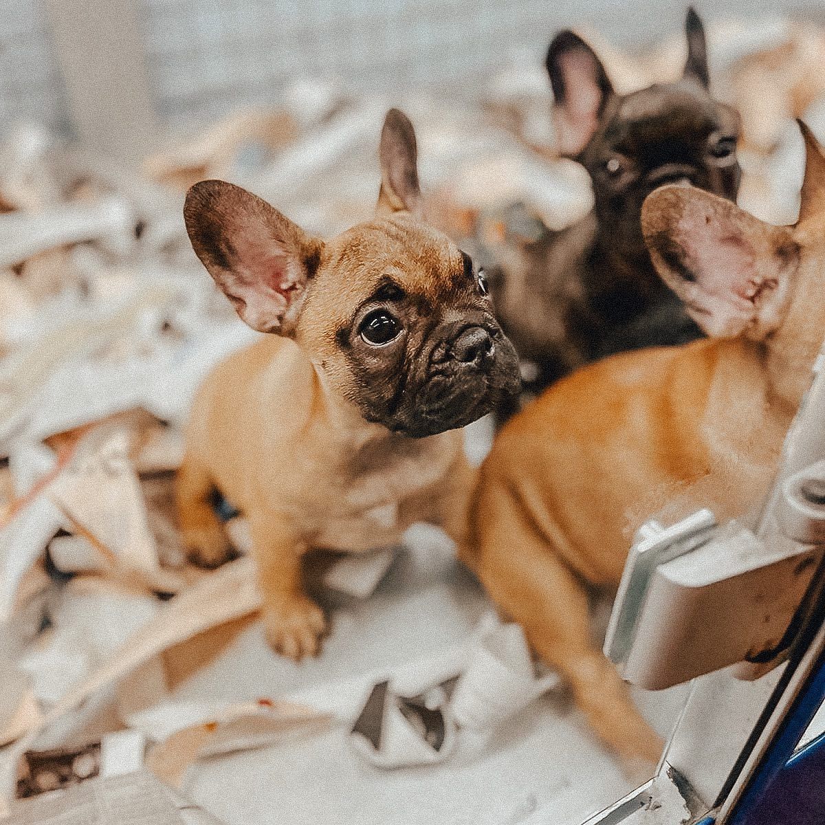Tre cuccioli di bulldog francese tra fogli di carta stropicciati, uno fulvo che guarda in alto con aria vigile