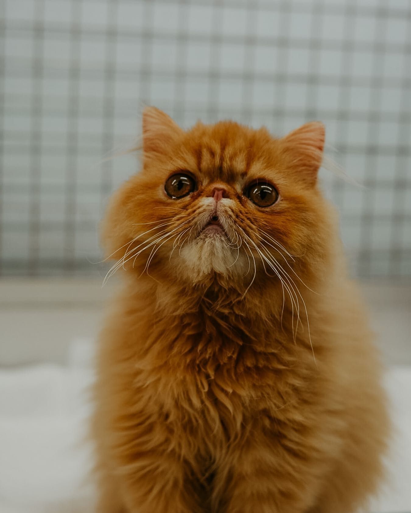 Gatto persiano arancione e soffice che guarda verso l’alto, con una griglia sfocata sullo sfondo