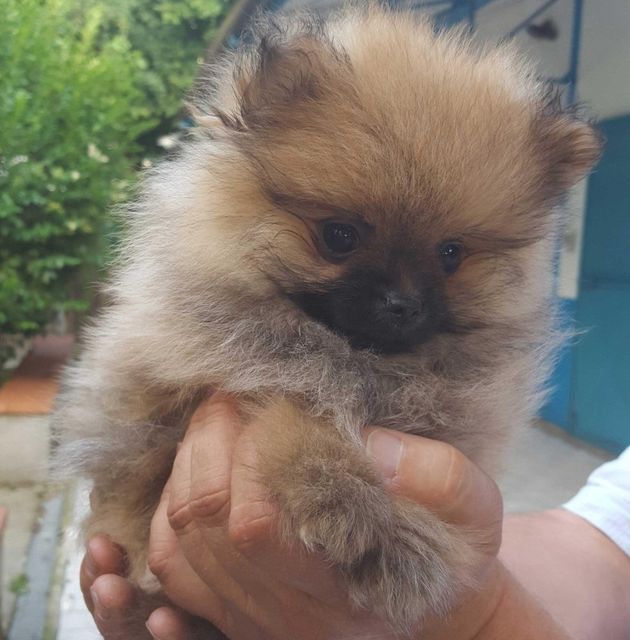 Un piccolo e soffice cucciolo marrone tenuto tra le mani all'aperto